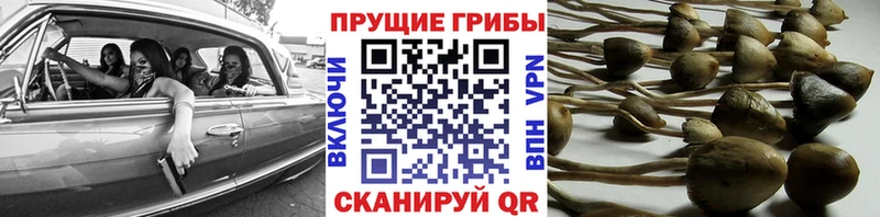 Галлюциногенные грибы MAGIC MUSHROOMS  Сортавала 